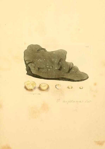 Reproducción/Reproduction 8230467356: Coloured figures of English fungi or mushrooms.. London,Printed by J. Davis,1797-[1809]