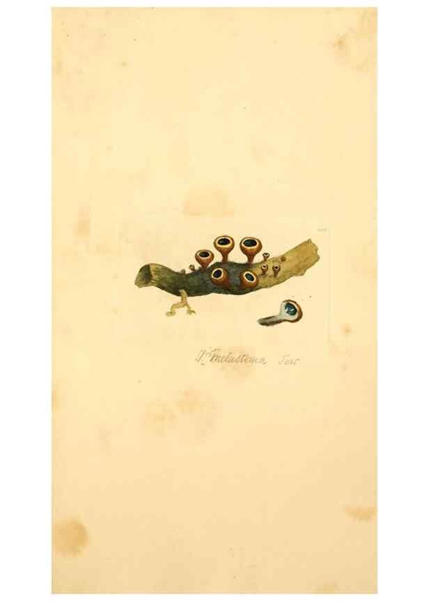 Reproducción/Reproduction 8229402343: Coloured figures of English fungi or mushrooms.. London,Printed by J. Davis,1797-[1809]