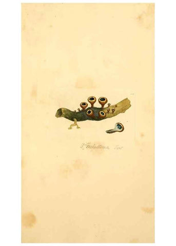 Reproducción/Reproduction 8229402343: Coloured figures of English fungi or mushrooms.. London,Printed by J. Davis,1797-[1809]