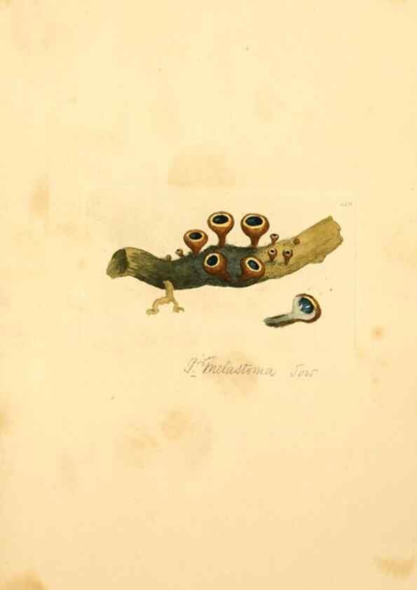 Reproducción/Reproduction 8229402343: Coloured figures of English fungi or mushrooms.. London,Printed by J. Davis,1797-[1809]