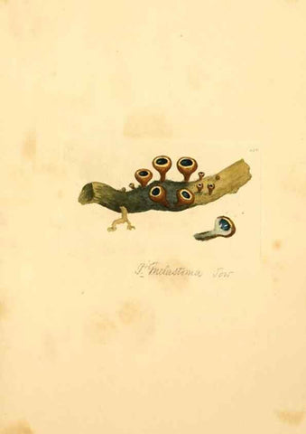 Reproducción/Reproduction 8229402343: Coloured figures of English fungi or mushrooms.. London,Printed by J. Davis,1797-[1809]