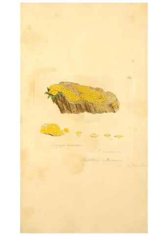 Reproducción/Reproduction 8229402759: Coloured figures of English fungi or mushrooms.. London,Printed by J. Davis,1797-[1809]