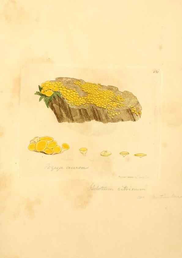 Reproducción/Reproduction 8229402759: Coloured figures of English fungi or mushrooms.. London,Printed by J. Davis,1797-[1809]