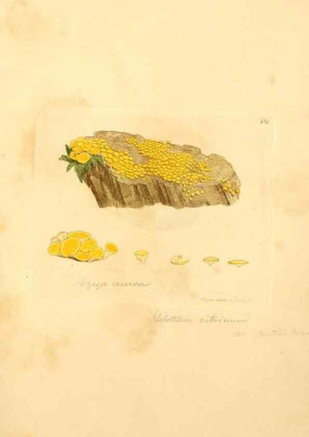 Reproducción/Reproduction 8229402759: Coloured figures of English fungi or mushrooms.. London,Printed by J. Davis,1797-[1809]