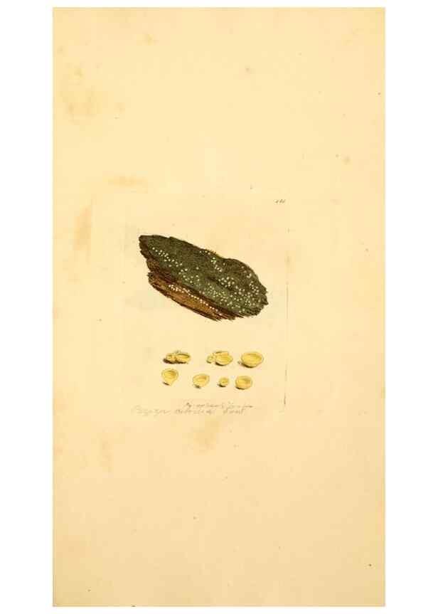 Reproducción/Reproduction 8230468564: Coloured figures of English fungi or mushrooms.. London,Printed by J. Davis,1797-[1809]