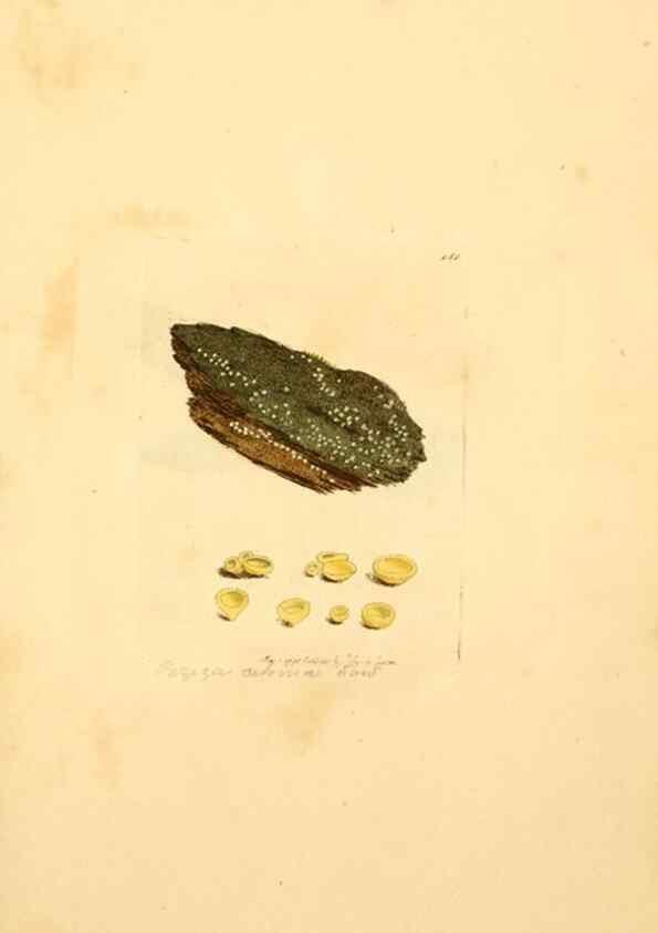 Reproducción/Reproduction 8230468564: Coloured figures of English fungi or mushrooms.. London,Printed by J. Davis,1797-[1809]
