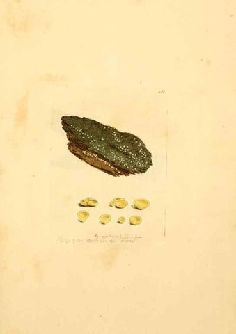 Reproducción/Reproduction 8230468564: Coloured figures of English fungi or mushrooms.. London,Printed by J. Davis,1797-[1809]