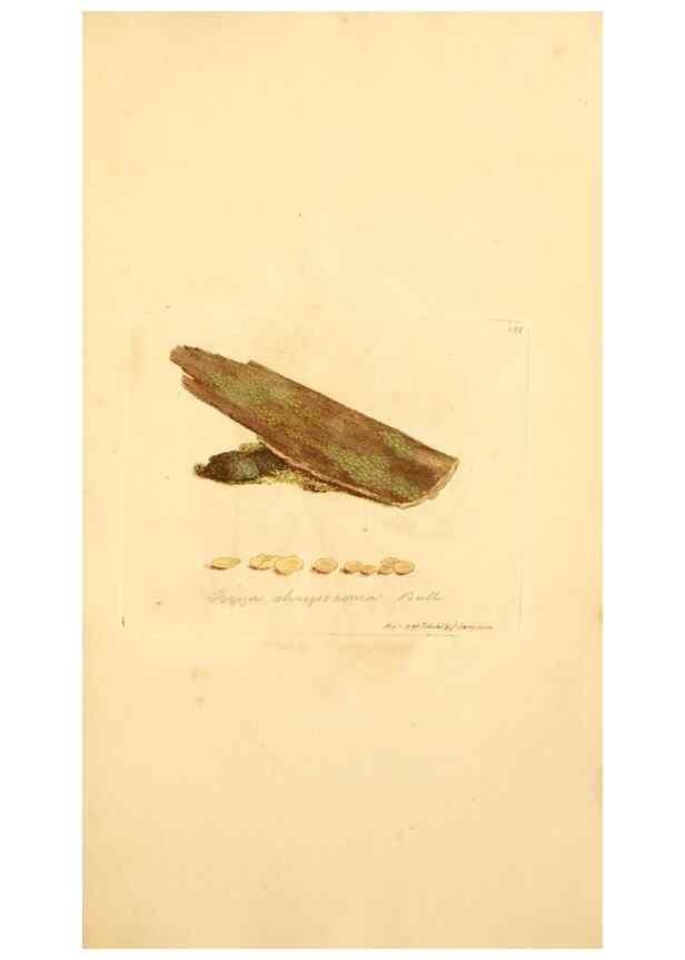 Reproducción/Reproduction 8229403701: Coloured figures of English fungi or mushrooms.. London,Printed by J. Davis,1797-[1809]