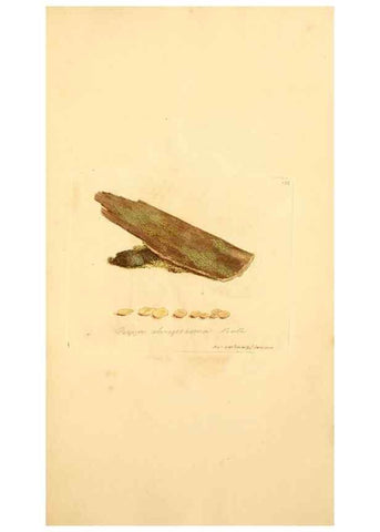 Reproducción/Reproduction 8229403701: Coloured figures of English fungi or mushrooms.. London,Printed by J. Davis,1797-[1809]