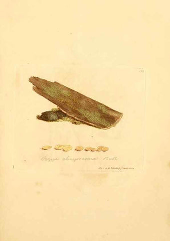 Reproducción/Reproduction 8229403701: Coloured figures of English fungi or mushrooms.. London,Printed by J. Davis,1797-[1809]