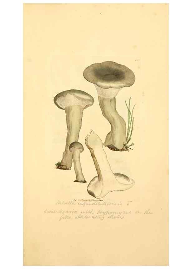 Reproducción/Reproduction 8229404441: Coloured figures of English fungi or mushrooms.. London,Printed by J. Davis,1797-[1809]