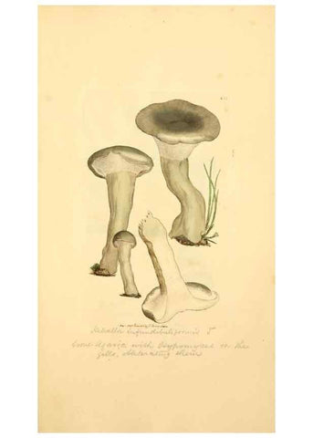 Reproducción/Reproduction 8229404441: Coloured figures of English fungi or mushrooms.. London,Printed by J. Davis,1797-[1809]