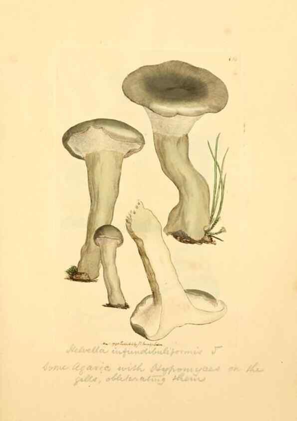 Reproducción/Reproduction 8229404441: Coloured figures of English fungi or mushrooms.. London,Printed by J. Davis,1797-[1809]