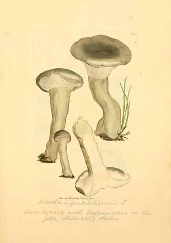 Reproducción/Reproduction 8229404441: Coloured figures of English fungi or mushrooms.. London,Printed by J. Davis,1797-[1809]