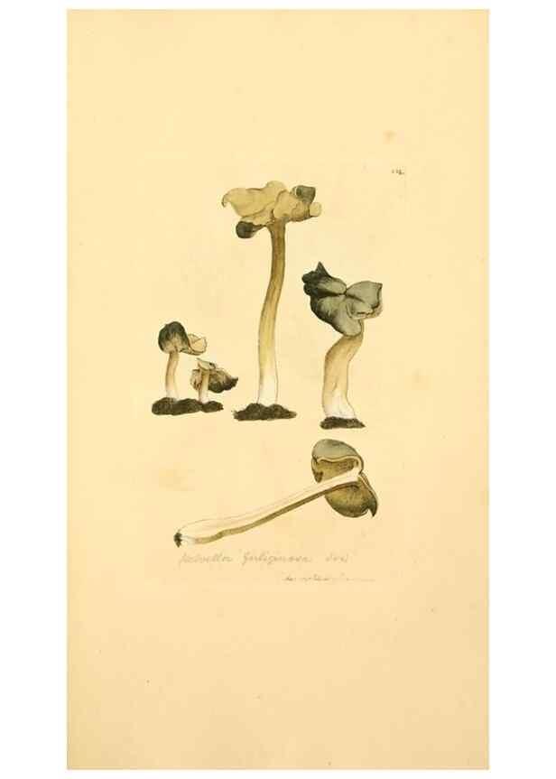 Reproducción/Reproduction 8229405039: Coloured figures of English fungi or mushrooms.. London,Printed by J. Davis,1797-[1809]
