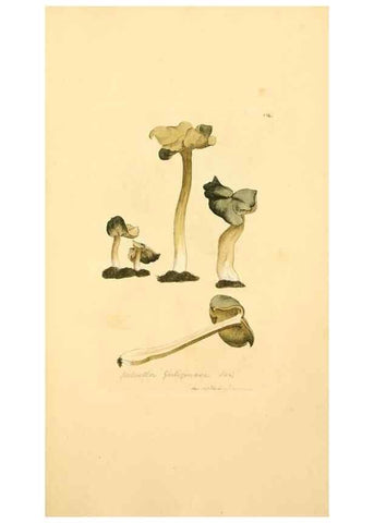 Reproducción/Reproduction 8229405039: Coloured figures of English fungi or mushrooms.. London,Printed by J. Davis,1797-[1809]