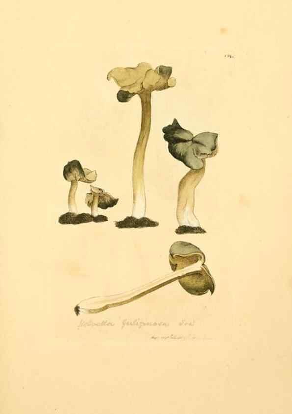Reproducción/Reproduction 8229405039: Coloured figures of English fungi or mushrooms.. London,Printed by J. Davis,1797-[1809]