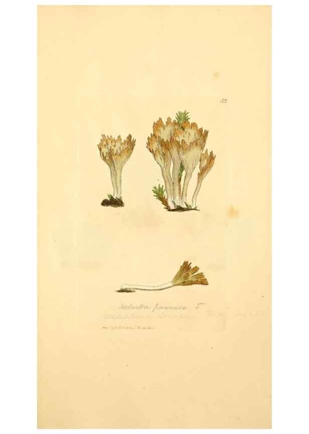 Reproducción/Reproduction 8230471204: Coloured figures of English fungi or mushrooms.. London,Printed by J. Davis,1797-[1809]