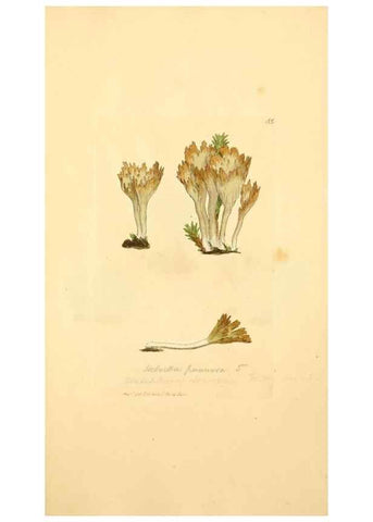 Reproducción/Reproduction 8230471204: Coloured figures of English fungi or mushrooms.. London,Printed by J. Davis,1797-[1809]