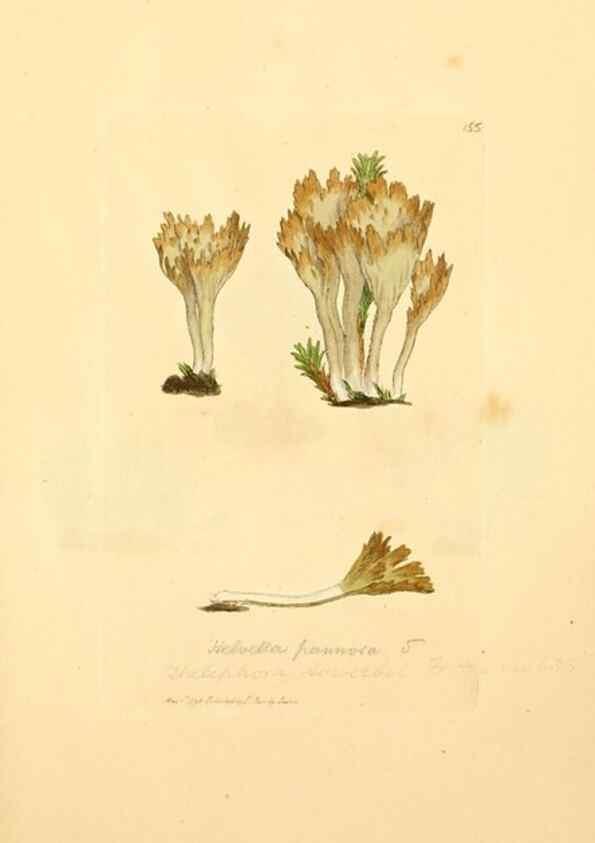 Reproducción/Reproduction 8230471204: Coloured figures of English fungi or mushrooms.. London,Printed by J. Davis,1797-[1809]