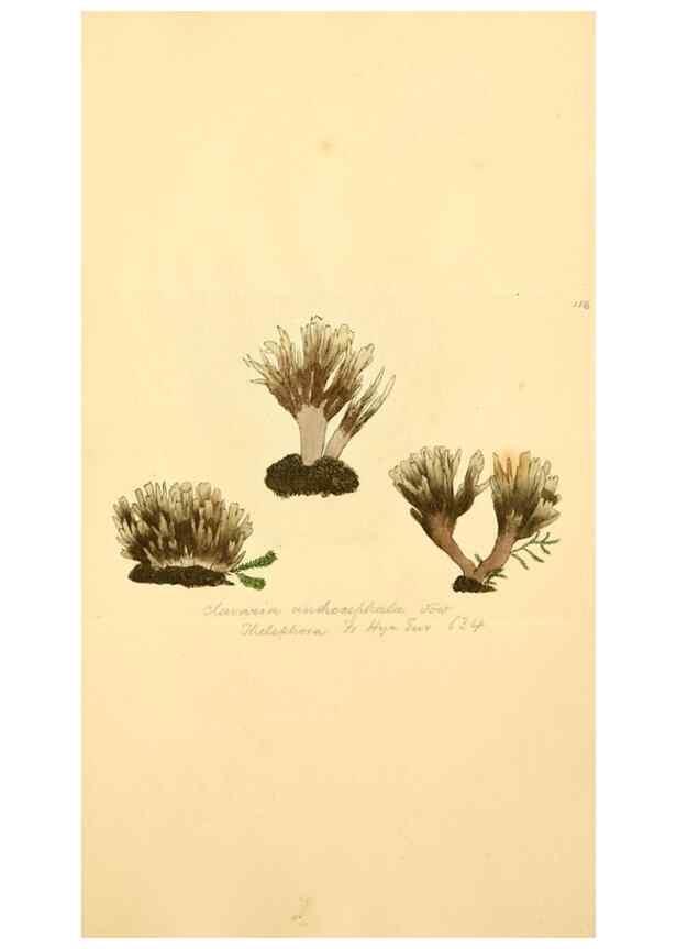 Reproducción/Reproduction 8230471622: Coloured figures of English fungi or mushrooms.. London,Printed by J. Davis,1797-[1809]