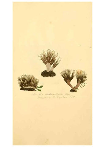 Reproducción/Reproduction 8230471622: Coloured figures of English fungi or mushrooms.. London,Printed by J. Davis,1797-[1809]