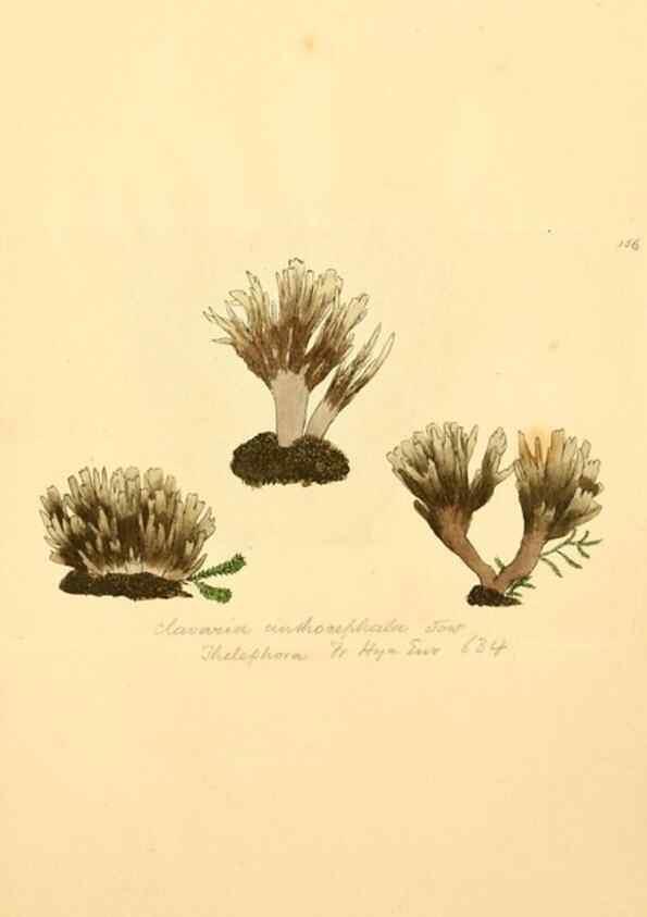 Reproducción/Reproduction 8230471622: Coloured figures of English fungi or mushrooms.. London,Printed by J. Davis,1797-[1809]