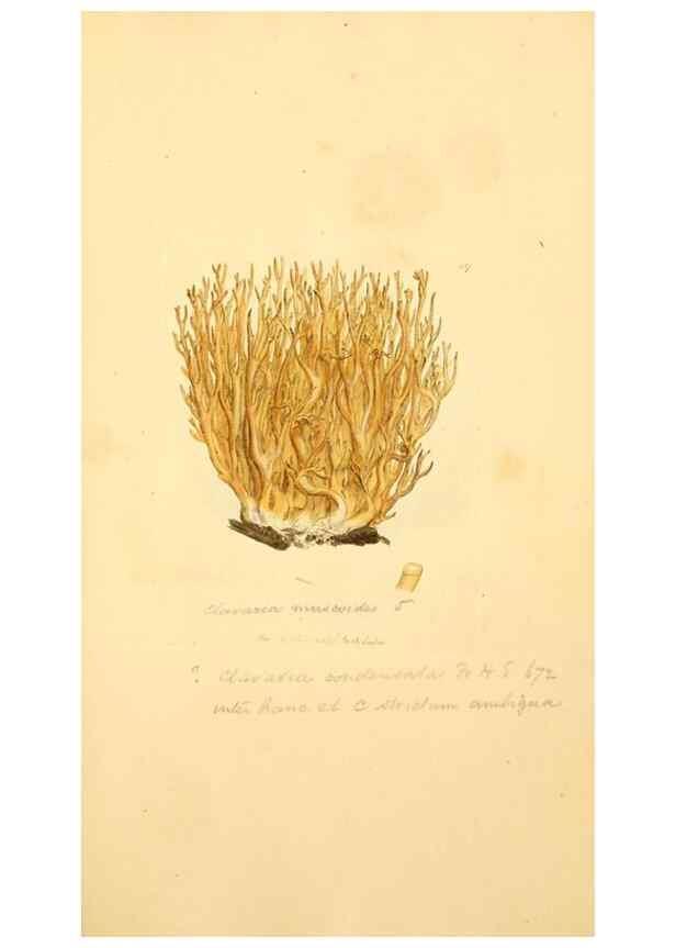 Reproducción/Reproduction 8229406677: Coloured figures of English fungi or mushrooms.. London,Printed by J. Davis,1797-[1809]