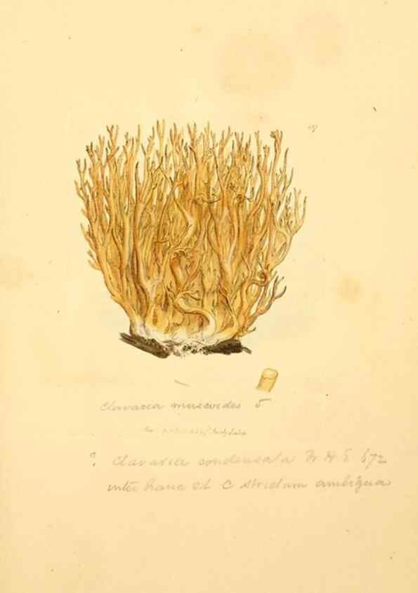 Reproducción/Reproduction 8229406677: Coloured figures of English fungi or mushrooms.. London,Printed by J. Davis,1797-[1809]