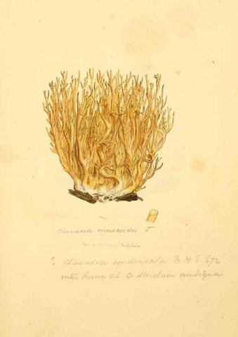 Reproducción/Reproduction 8229406677: Coloured figures of English fungi or mushrooms.. London,Printed by J. Davis,1797-[1809]