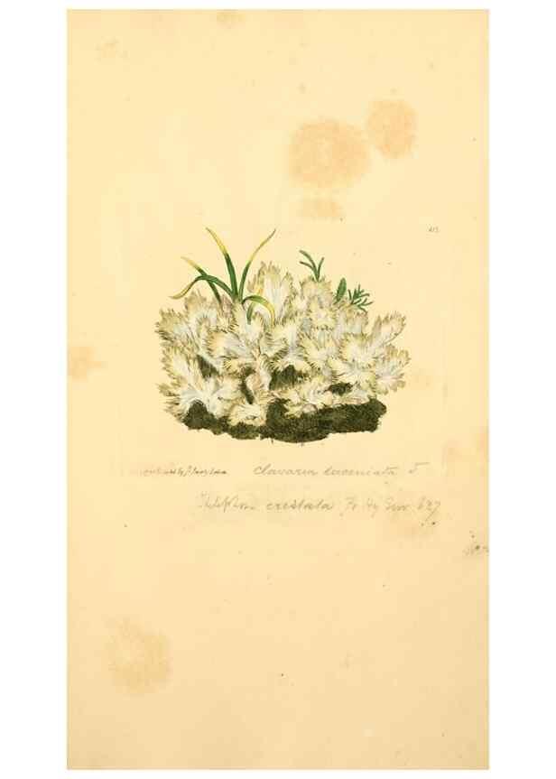 Reproducción/Reproduction 8230472716: Coloured figures of English fungi or mushrooms.. London,Printed by J. Davis,1797-[1809]