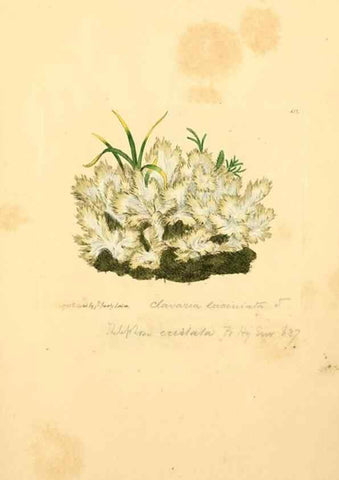 Reproducción/Reproduction 8230472716: Coloured figures of English fungi or mushrooms.. London,Printed by J. Davis,1797-[1809]