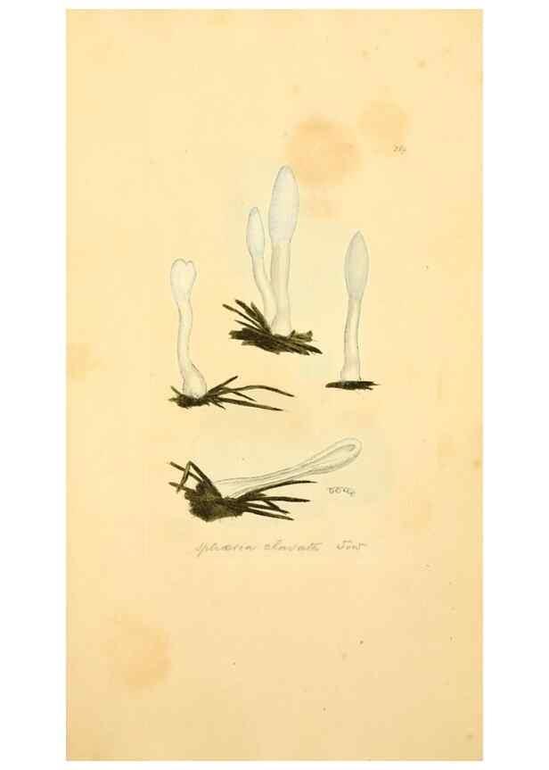 Reproducción/Reproduction 8230473126: Coloured figures of English fungi or mushrooms.. London,Printed by J. Davis,1797-[1809]