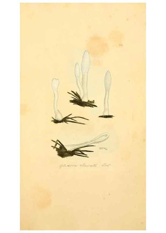 Reproducción/Reproduction 8230473126: Coloured figures of English fungi or mushrooms.. London,Printed by J. Davis,1797-[1809]