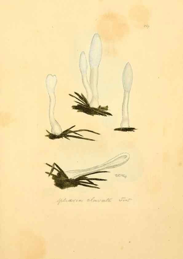 Reproducción/Reproduction 8230473126: Coloured figures of English fungi or mushrooms.. London,Printed by J. Davis,1797-[1809]