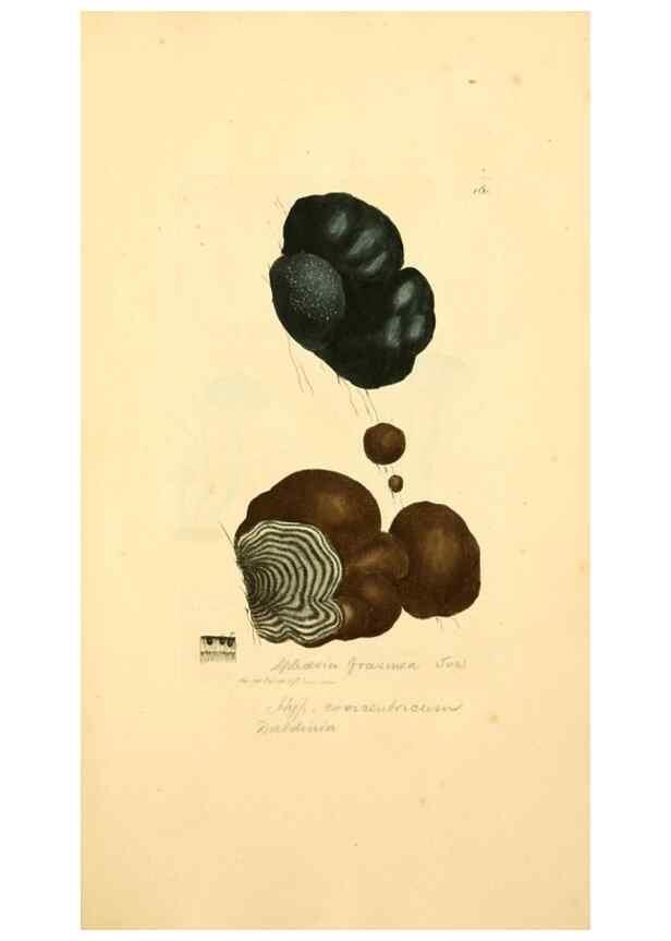 Reproducción/Reproduction 8230473756: Coloured figures of English fungi or mushrooms.. London,Printed by J. Davis,1797-[1809]