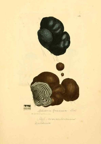 Reproducción/Reproduction 8230473756: Coloured figures of English fungi or mushrooms.. London,Printed by J. Davis,1797-[1809]