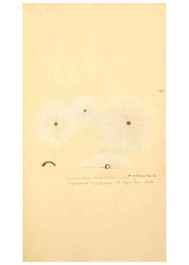 Reproducción/Reproduction 8230465922: Coloured figures of English fungi or mushrooms.. London,Printed by J. Davis,1797-[1809]
