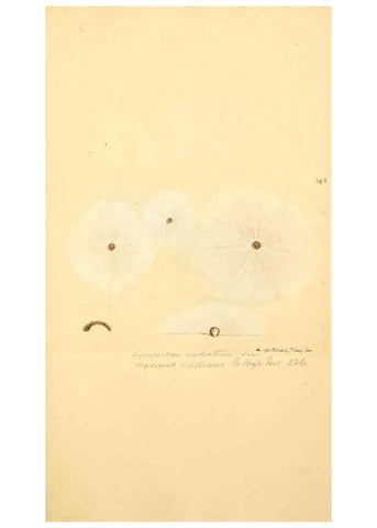 Reproducción/Reproduction 8230465922: Coloured figures of English fungi or mushrooms.. London,Printed by J. Davis,1797-[1809]