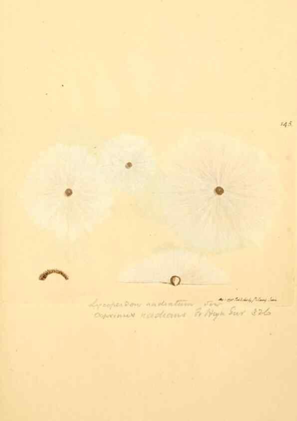 Reproducción/Reproduction 8230465922: Coloured figures of English fungi or mushrooms.. London,Printed by J. Davis,1797-[1809]