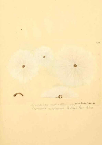 Reproducción/Reproduction 8230465922: Coloured figures of English fungi or mushrooms.. London,Printed by J. Davis,1797-[1809]