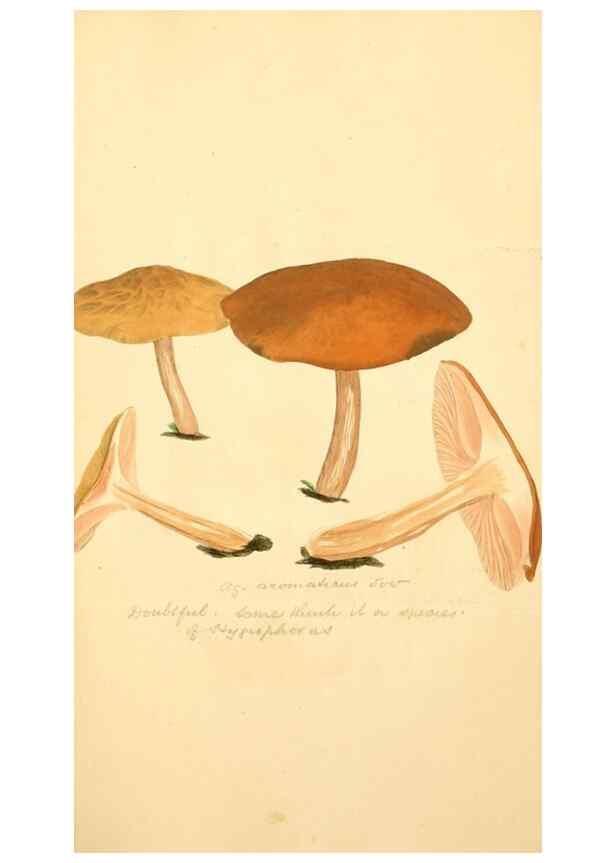 Reproducción/Reproduction 8229400085: Coloured figures of English fungi or mushrooms.. London,Printed by J. Davis,1797-[1809]