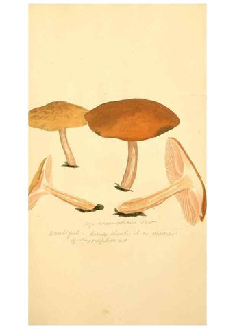 Reproducción/Reproduction 8229400085: Coloured figures of English fungi or mushrooms.. London,Printed by J. Davis,1797-[1809]