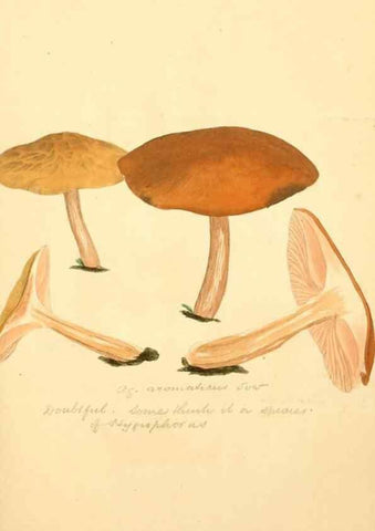 Reproducción/Reproduction 8229400085: Coloured figures of English fungi or mushrooms.. London,Printed by J. Davis,1797-[1809]