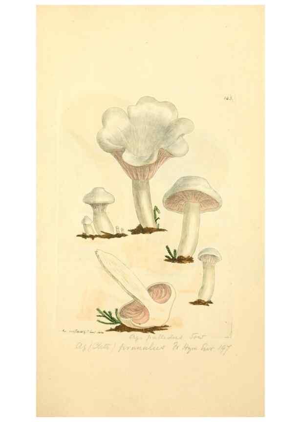 Reproducción/Reproduction 8229399659: Coloured figures of English fungi or mushrooms.. London,Printed by J. Davis,1797-[1809]
