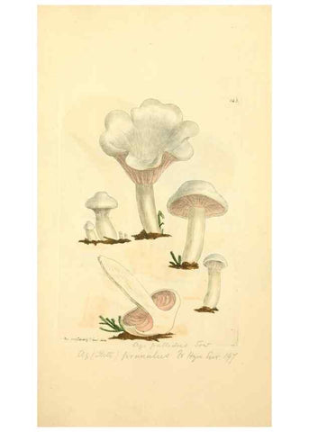 Reproducción/Reproduction 8229399659: Coloured figures of English fungi or mushrooms.. London,Printed by J. Davis,1797-[1809]