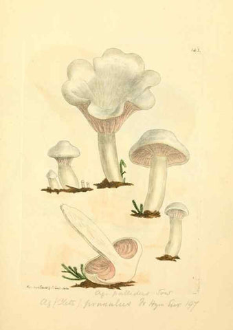 Reproducción/Reproduction 8229399659: Coloured figures of English fungi or mushrooms.. London,Printed by J. Davis,1797-[1809]