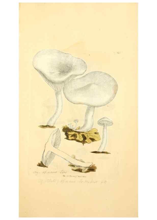 Reproducción/Reproduction 8230464416: Coloured figures of English fungi or mushrooms.. London,Printed by J. Davis,1797-[1809]