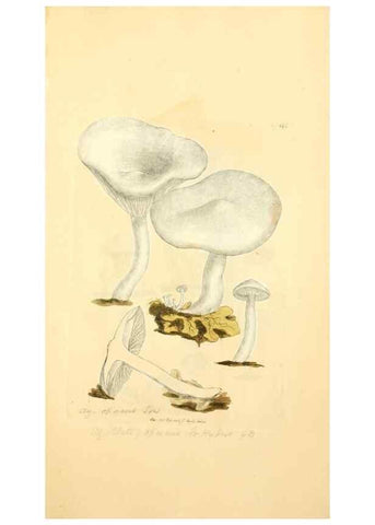Reproducción/Reproduction 8230464416: Coloured figures of English fungi or mushrooms.. London,Printed by J. Davis,1797-[1809]