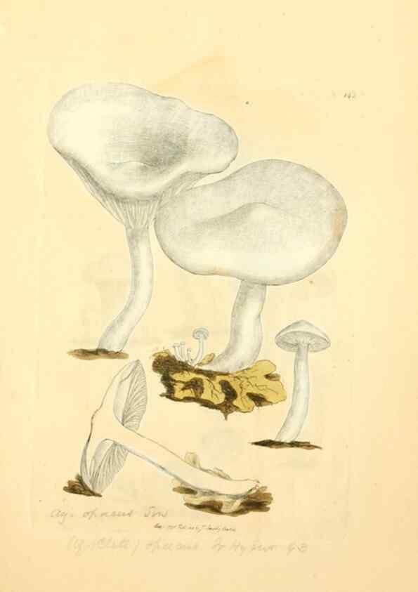 Reproducción/Reproduction 8230464416: Coloured figures of English fungi or mushrooms.. London,Printed by J. Davis,1797-[1809]